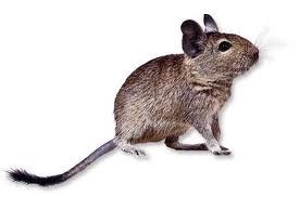 degu.jpg