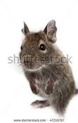 degu1.jpg